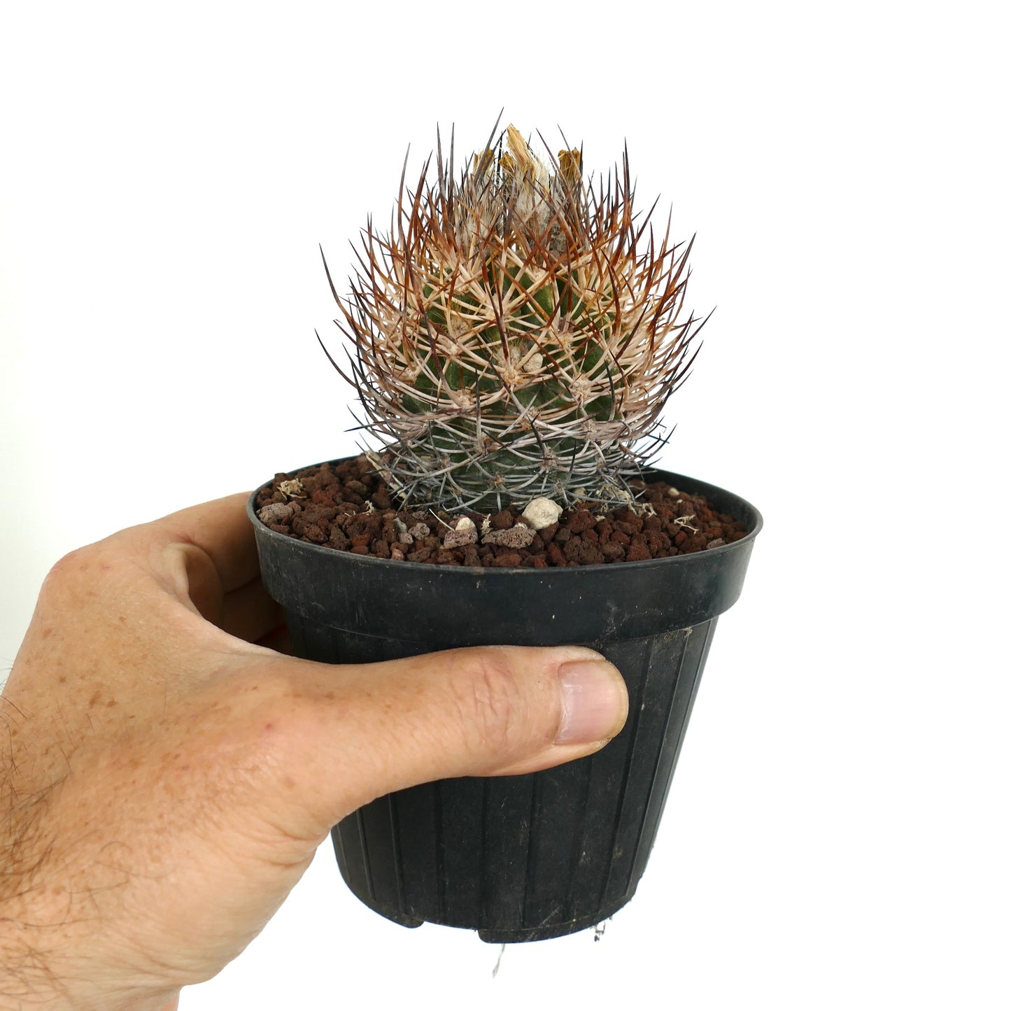Eriosyce curvispina v. pejerrejes cactus succulent avec des épines denses marron et blanches dans un petit pot