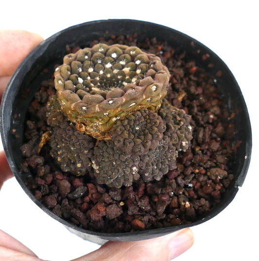 Eriosyce esmeraldana rare succulent cactus with clustered multihead growth and small spines