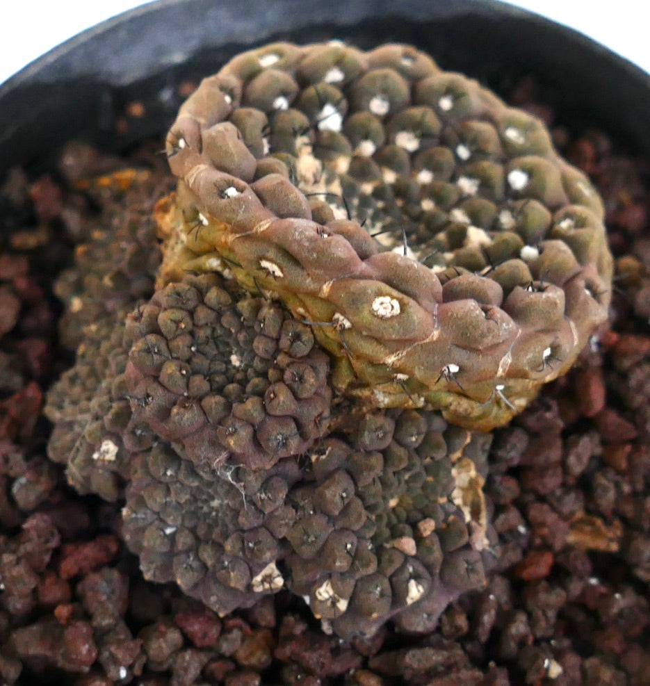 Eriosyce esmeraldana succulent cactus with multihead growth and small black spines