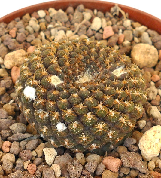 Thelocephala pajonalensis | 非常に希少なサボテン | 世界中へ配送 |