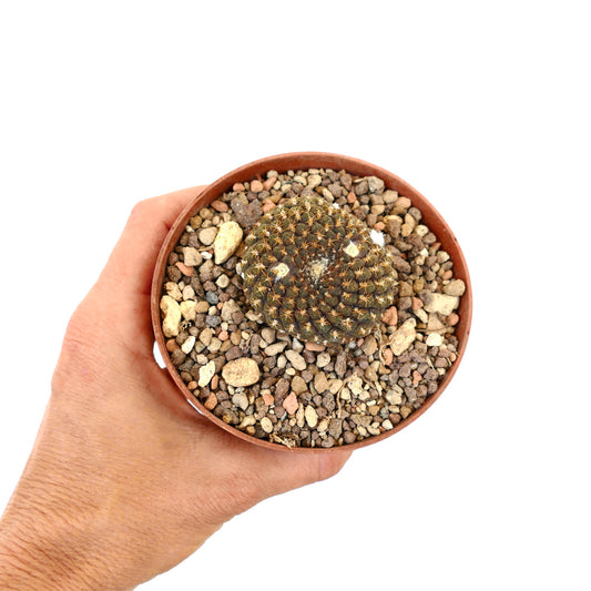 Thelocephala pajonalensis small round cactus with dense spines in terracotta pot