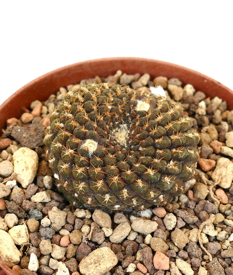 Thelocephala pajonalensis small round cactus with dense spines and woolly areoles in rocky soil