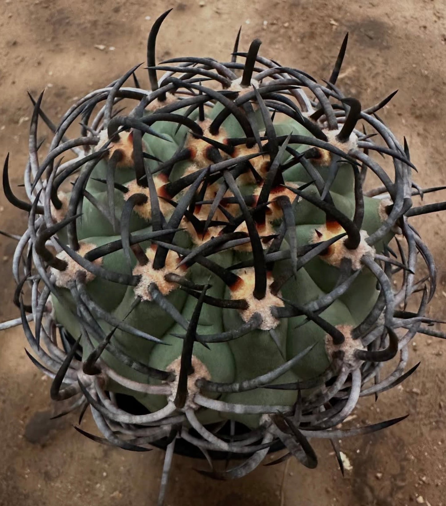 Eriosyce ihotzkyana rare cactus with thick curved black spines and green ribbed body