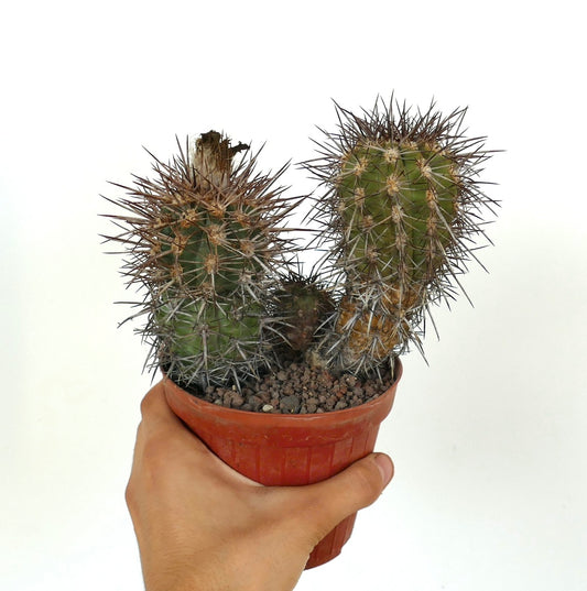 Eriosyce intermedia var. pulchella pequeno cacto verde com espinhos longos marrons e densos em vaso