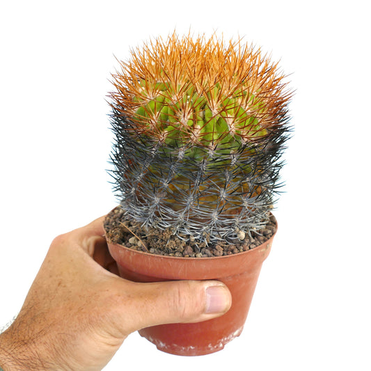 กระบองเพชรริโอไซซ์ ลาปัมแพนซิส หนามสีส้มและดำหนาแน่นในกระถางดินเผาขนาดเล็ก