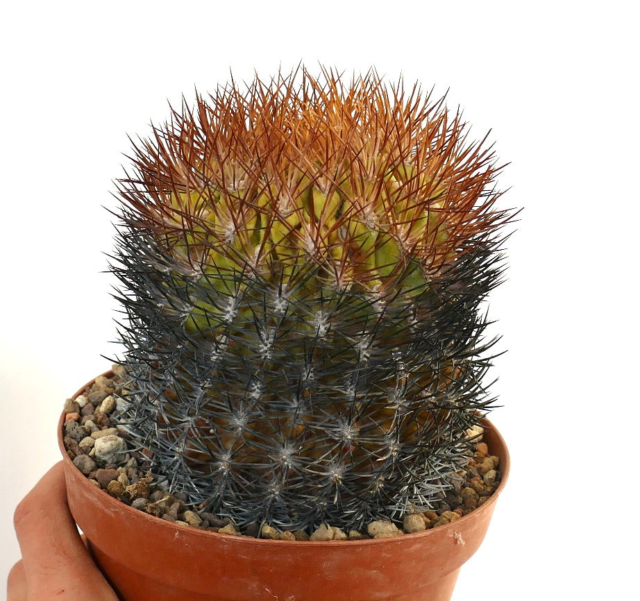 Eriosyce lapampaensis cactus with dense black and orange spines in terracotta pot