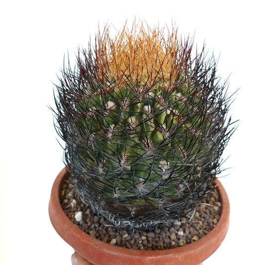 Eriosyce lapampaensis-kaktus med tette svarte og oransje pigger i terrakottapotte