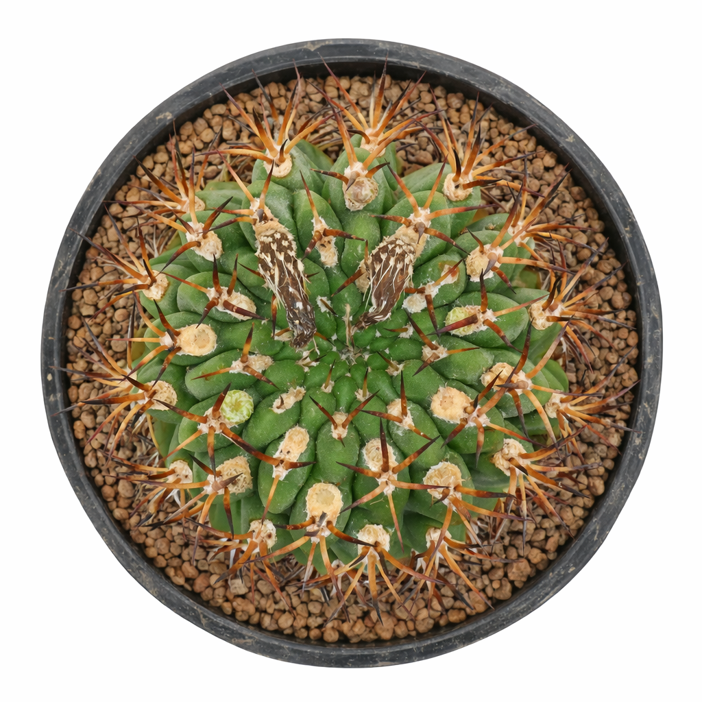 Semillas de Eriosyce marksiana var. lissocarpa