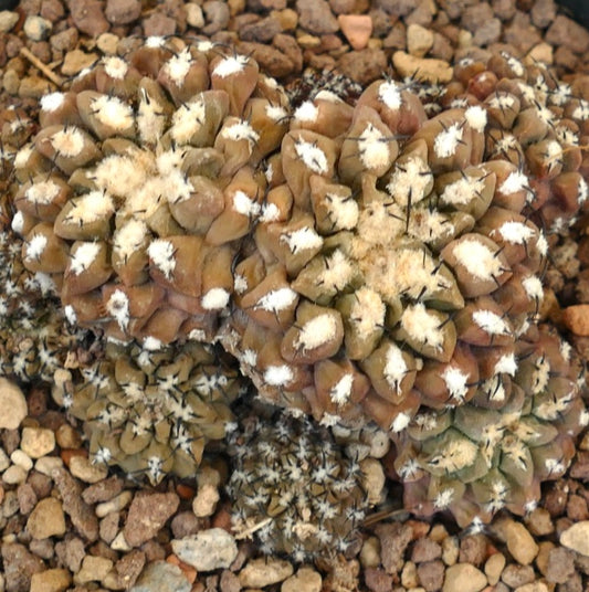Eriosyce napina var. spinosior cluster of small brownish succulent cacti with white wool and black spines