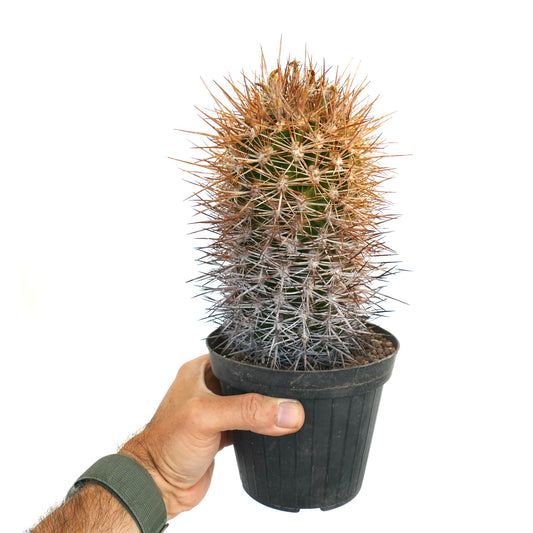 Eriosyce nigrihorrida dicht bedekte cactus met bruine en witte scherpe stekels in een zwarte pot