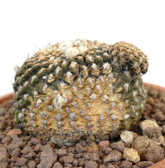 เอริโอไซซ์ เรเคอี กระบองเพชรพันธุ์หายาก มีลักษณะเนื้อสัมผัส หนาม และการเจริญเติบโตแบบหงอน พร้อมกับแอเรียลที่มีขนฟู