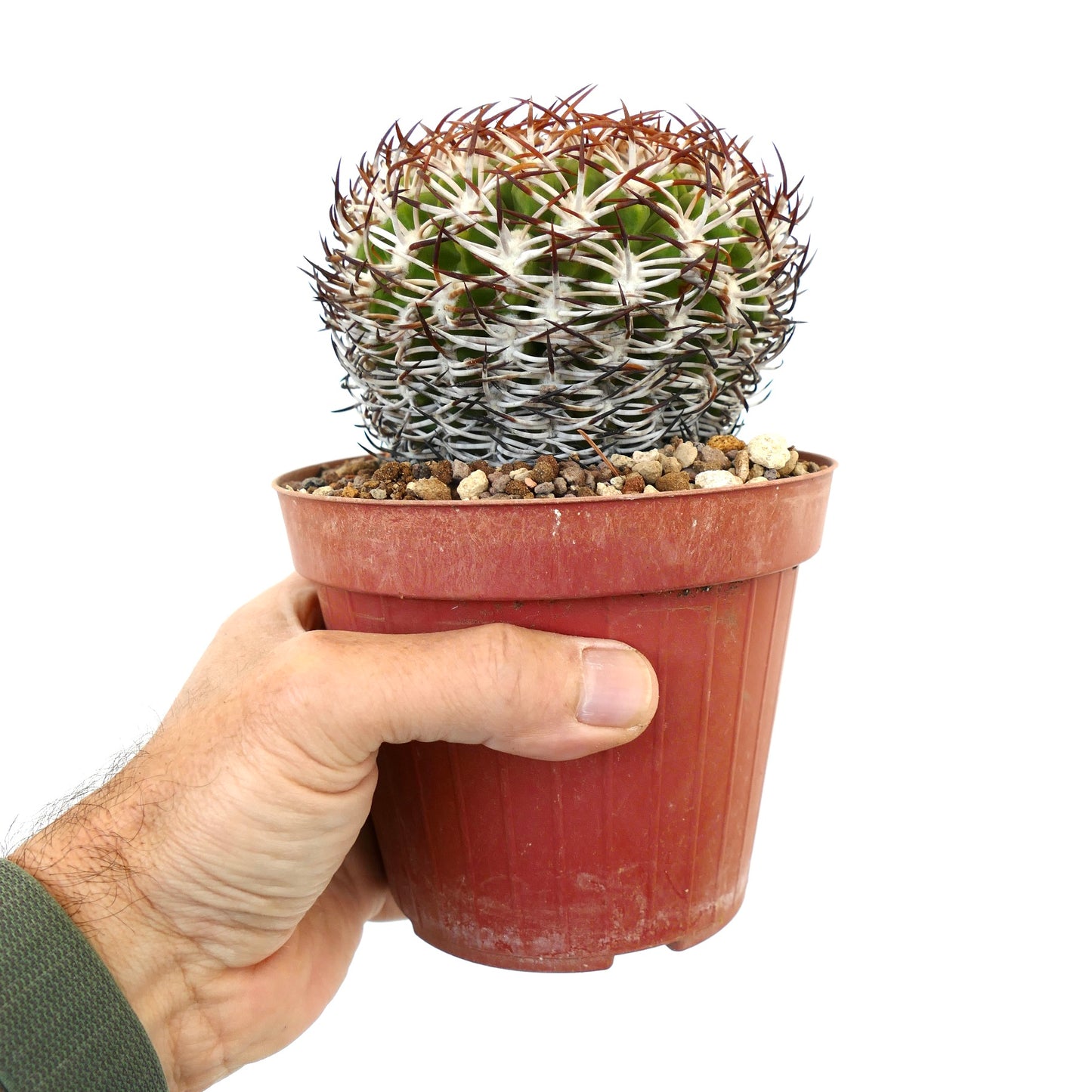 Eriosyce rodentiophila liten rund kaktus med tett hvite og brune pigger i potte