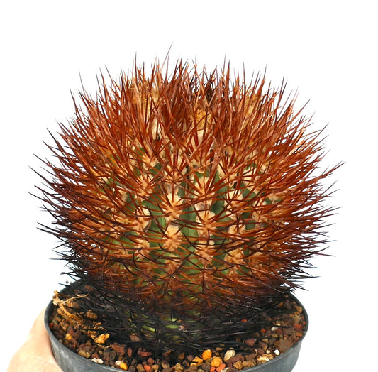 Cactus Eriosyce rodentiophila con spine dense di colore marrone rossastro e fusto verde in vaso