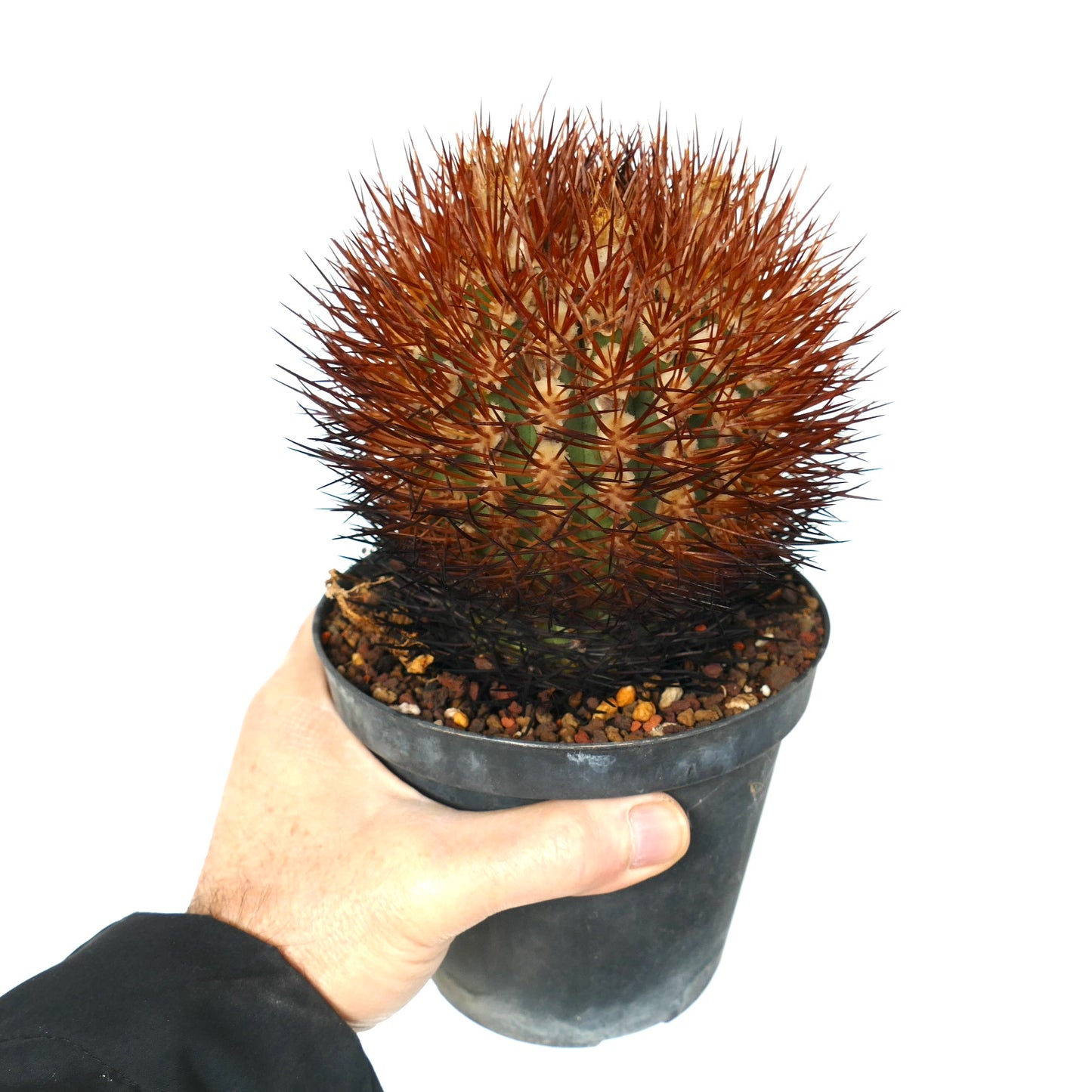 Eriosyce rodentiophila cactus with dense reddish-brown spines in black pot held by hand