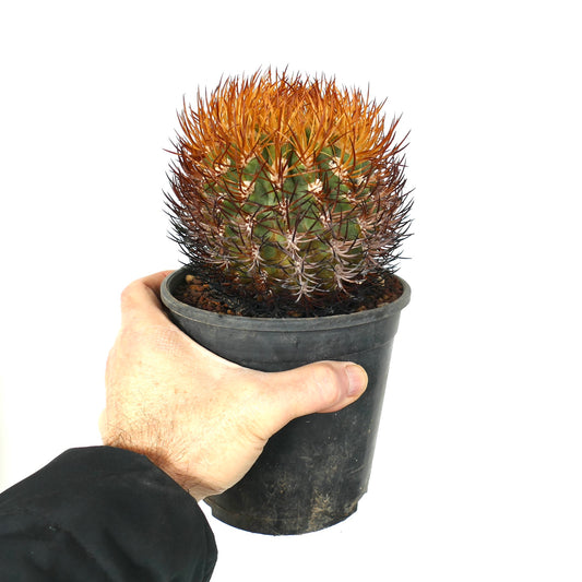 Eriosyce spinibarbis cactus with dense orange and dark spines in black plastic pot