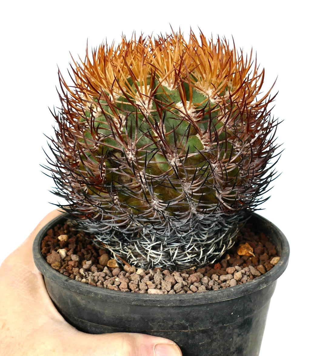 Eriosyce spinibarbis cactus with dense orange and dark spines in small black pot