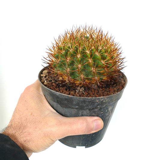Eriosyce strausiana small round cactus with dense reddish-brown spines in black pot