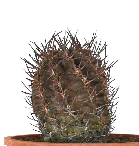 Eriosyce strausiana ssp pachacoensis cacto raro com espinhos escuros densos e corpo suculento arredondado