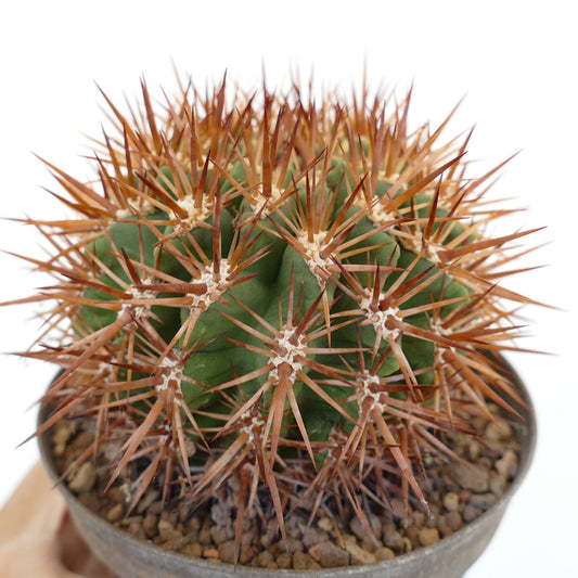 เอริโอไซซี ซับกิบโบซา ssp. แคสเทเนีย กระบองเพชรอวบน้ำมีหนามหนาแน่นแข็งแรงสีน้ำตาลแดงในกระถาง