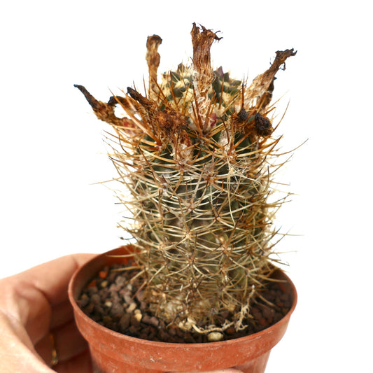 Eriosyce subgibbosa wagenknechtii pequeno cacto espinhoso com restos de flor seca num vaso de terracota