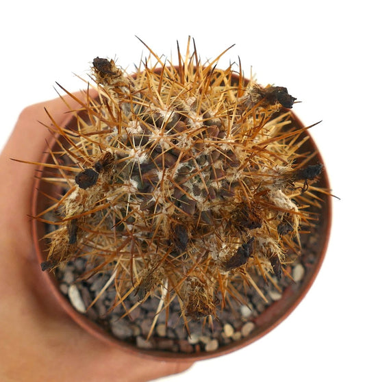 Eriosyce subgibbosa wagenknechtii cactus with dense brown spines and dried flower remnants in pot