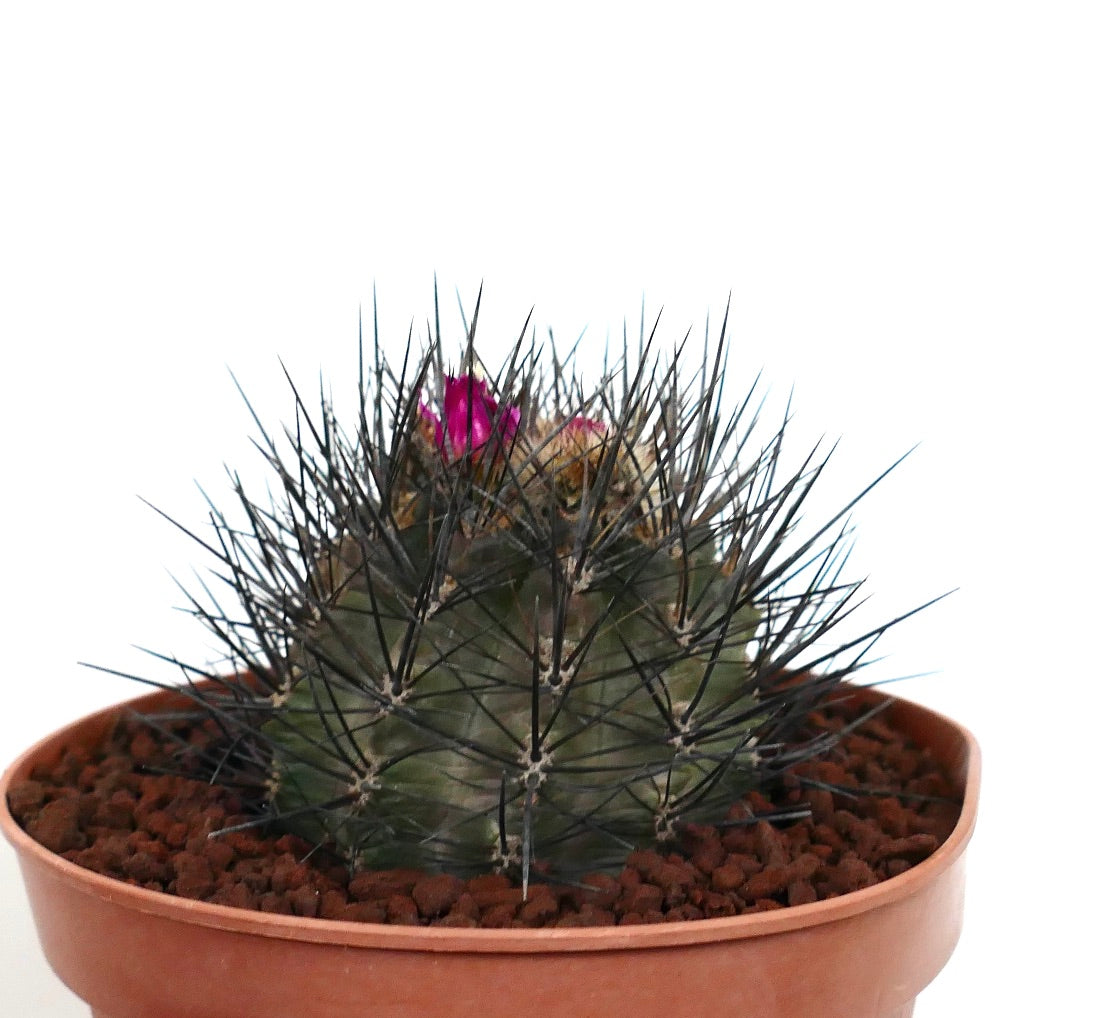 Eryosice crispa var huascensis pequeno cacto suculento com espinhos pretos afiados e botões florais cor de rosa