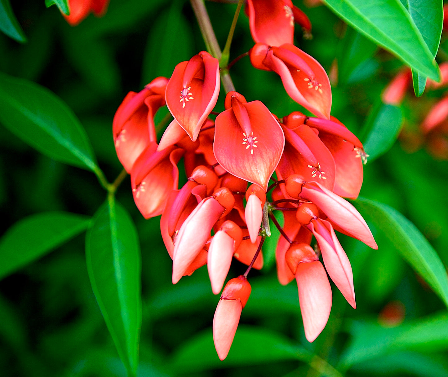 Erythrina crista-galli vibrant red tubular flowers with lush green leaves cluster