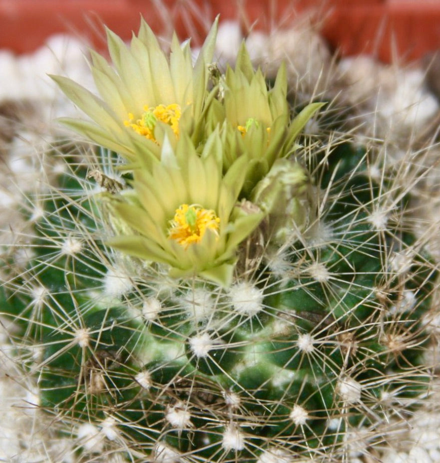 Escobaria asperispina cactus with delicate yellow flowers and dense white spines close-up
