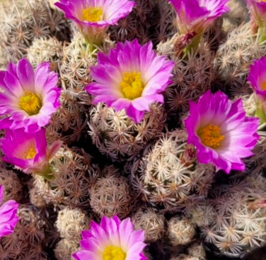 Escobaria minima small clustered cactus with bright pink flowers and dense white spines