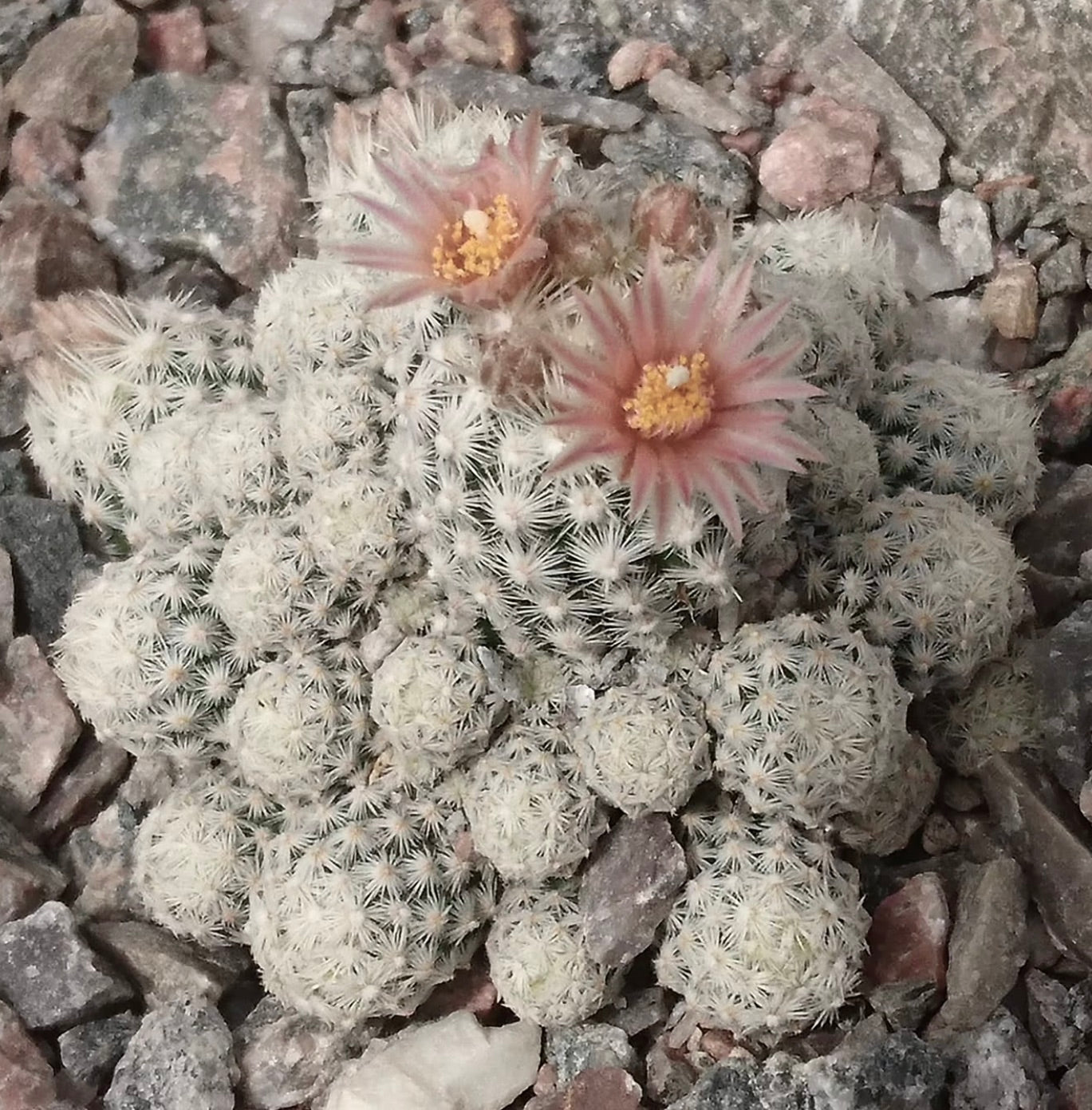 Escobaria sneedii small clustered white spined cactus with delicate pink flowers blooming