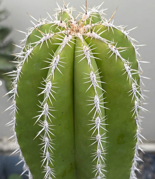 Escontria chiotilla green cactus with prominent white spines and ribbed structure