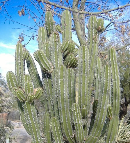 Escontria chiotilla tall columnar cactus with prominent white spines in natural habitat