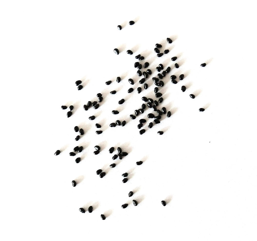 Graines rares de cactus Espostoa churinensis éparpillées sur fond blanc