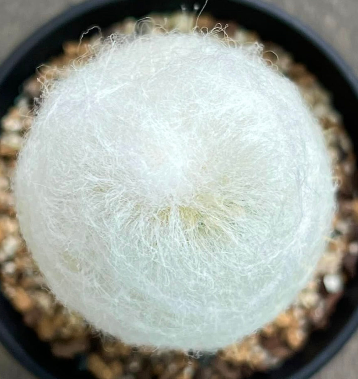 Espostoa huanucensis rare cactus with dense white woolly spines in small pot