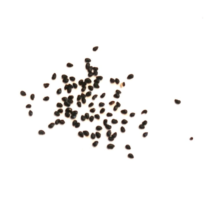 Graines d'Espostoa ritterii petit cactus noir dispersées sur fond blanc