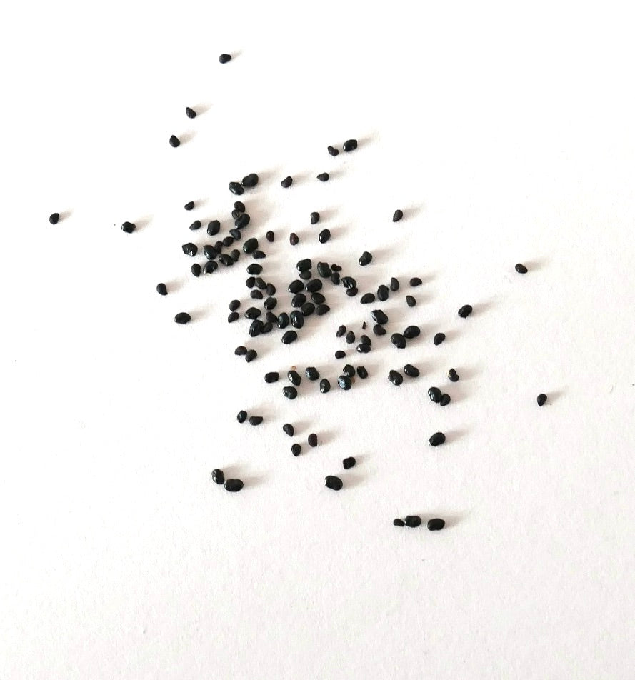 Espostoa ruficeps cactus zaden verspreid op een witte achtergrond