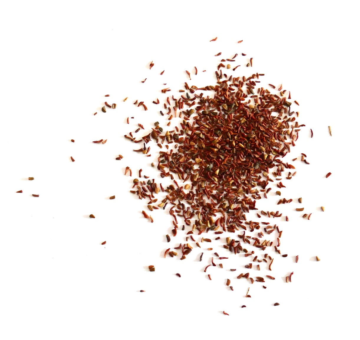 Eucalyptus camaldulensis seeds scattered on white background for planting