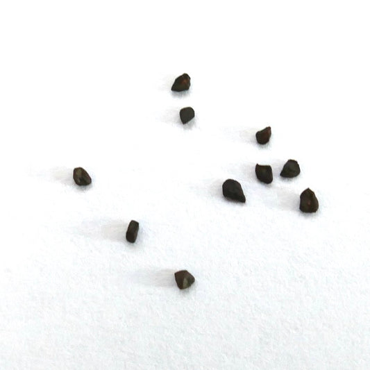 Petites graines brunes d'Eucalyptus cinerea éparpillées sur fond blanc