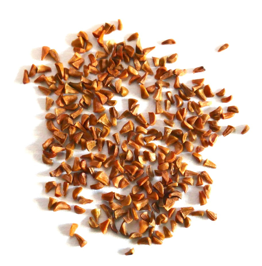 Eucalyptus cloeziana seeds scattered on white background for planting