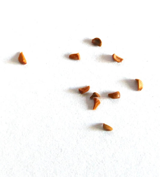 Eucalyptus cloeziana SEEDS