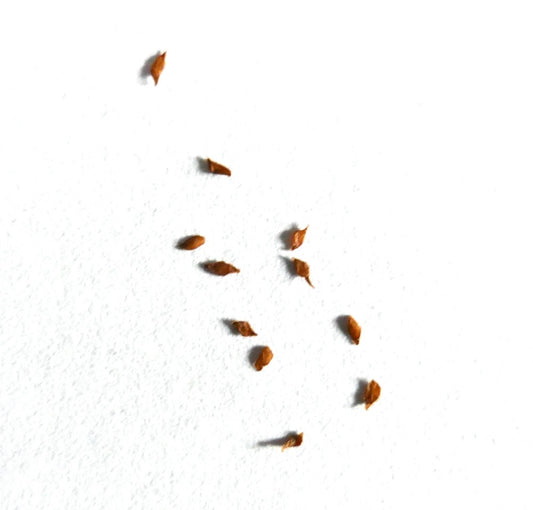 Eucalyptus deglupta små brune frø spredt på hvit bakgrunn