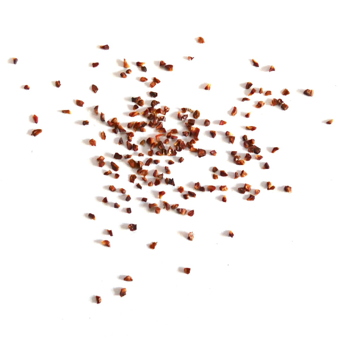 Eucalyptus gamophylla SEEDS