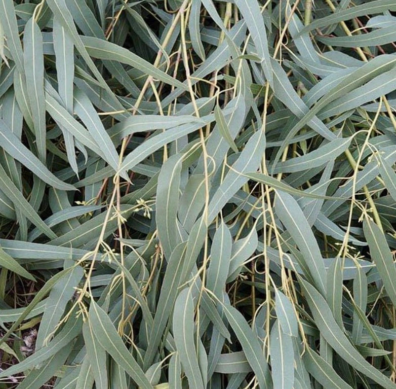 Eucalyptus × trabutii slender blue-green leaves with smooth texture and delicate stems