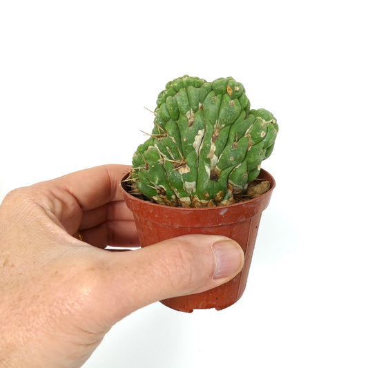 Eulychnia castanea crested cactus with irregular ridges and sparse spines in small pot