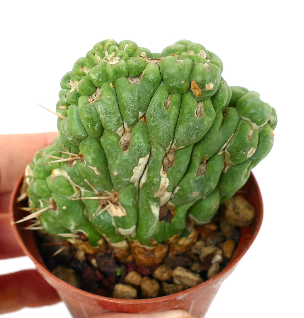 Eulychnia castanea crested rare green cactus with clustered ribs and sparse spines in pot