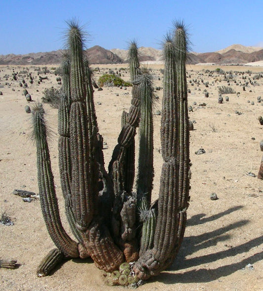 Eulychnia iquiquensis rare tall columnar cactus with spiny ribs in desert environment