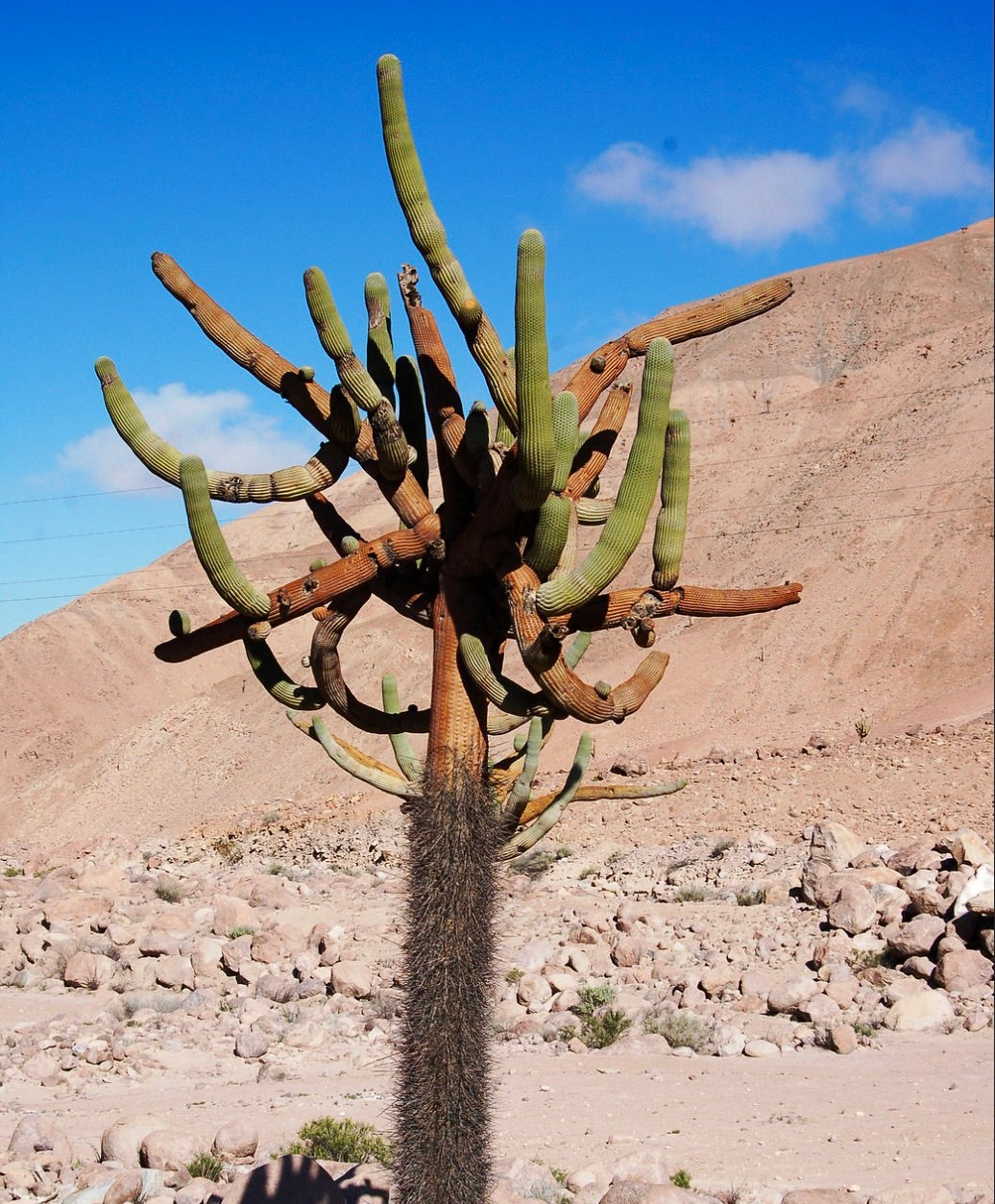 Eulychnia ritteri tall desert cactus with segmented green and brown arms and spiny trunk