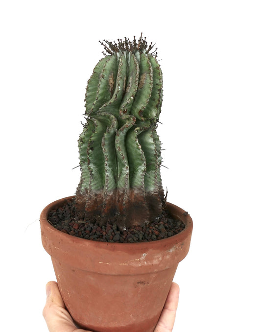 Euphorbia horrida succulent cactus with twisted ribs and dark spines in terracotta pot