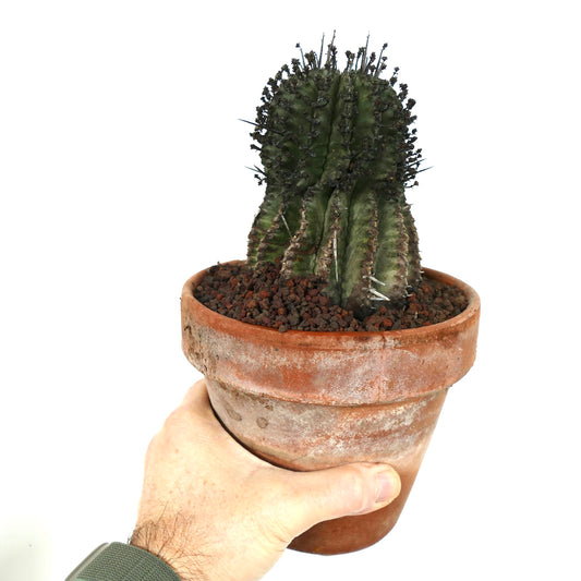 Euphorbia horrida succulent cactus with dark spines and ribbed green stem in terracotta pot