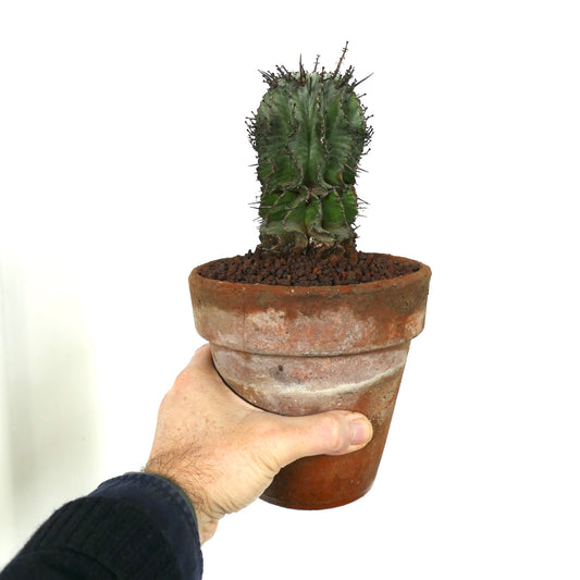 Euphorbia horrida cv. WHITE SNOW succulent cactus with ribbed green stem and sharp spines in terracotta pot